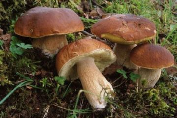 Ispettorati Micologici Anno 2022 Controllo Funghi Sede Ed Orari